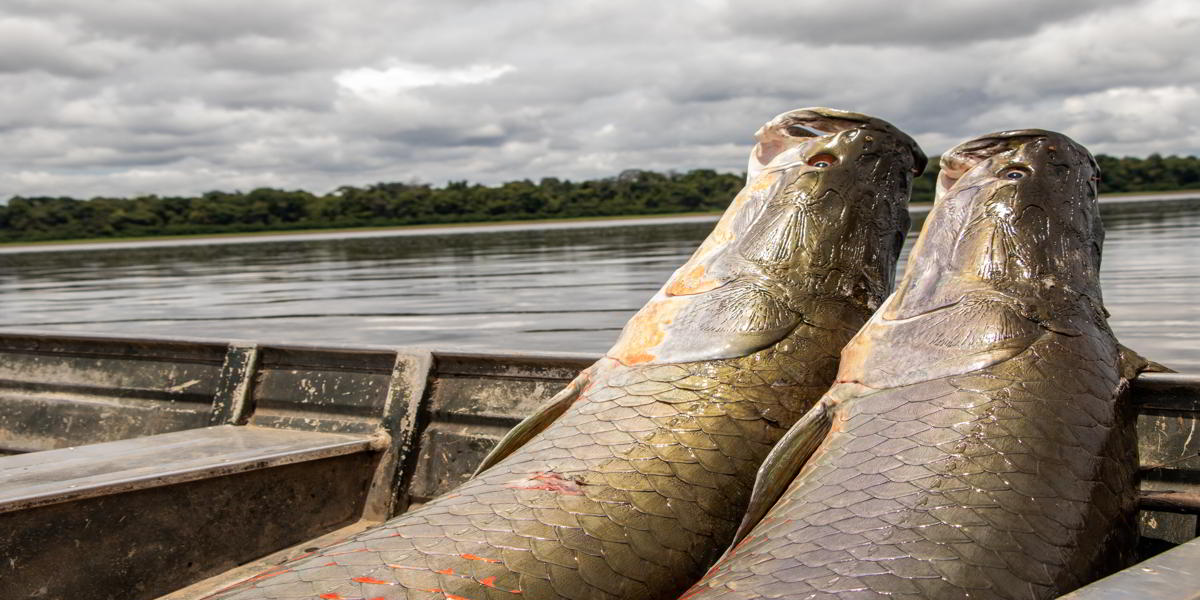 Em 2019, manejo de pirarucu teve aumento de 26% na produção de pescado