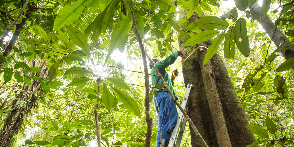 Agenda no Senado Federal apresenta resultados de conservação na Amazônia
