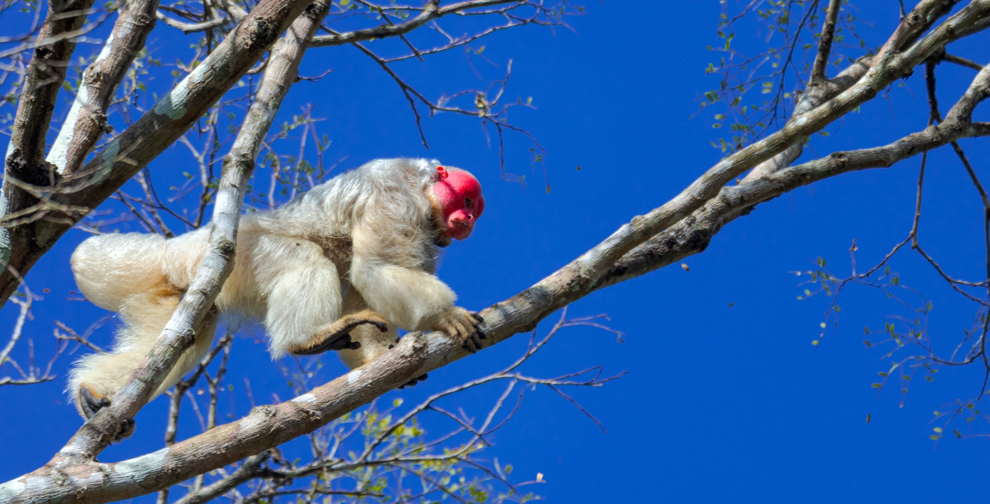 Declaração de Mamirauá Declaração de Mamirauá