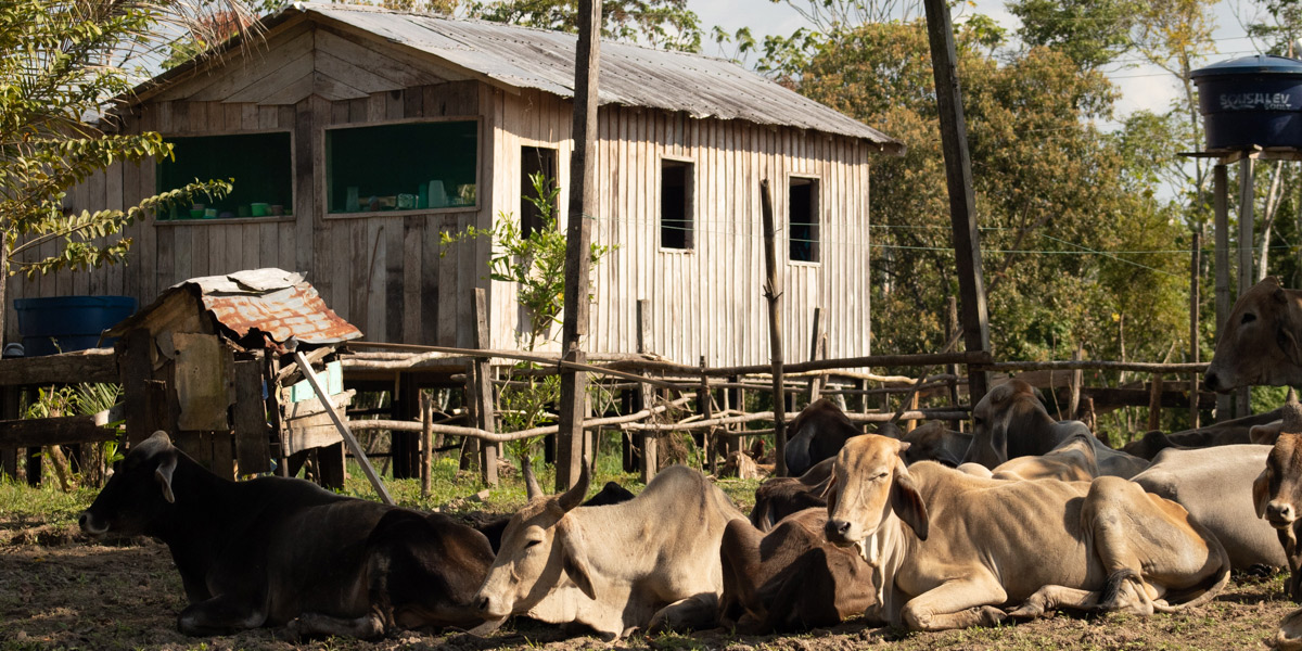 Manejo de gado na Amazônia será apresentado em fórum na Alemanha