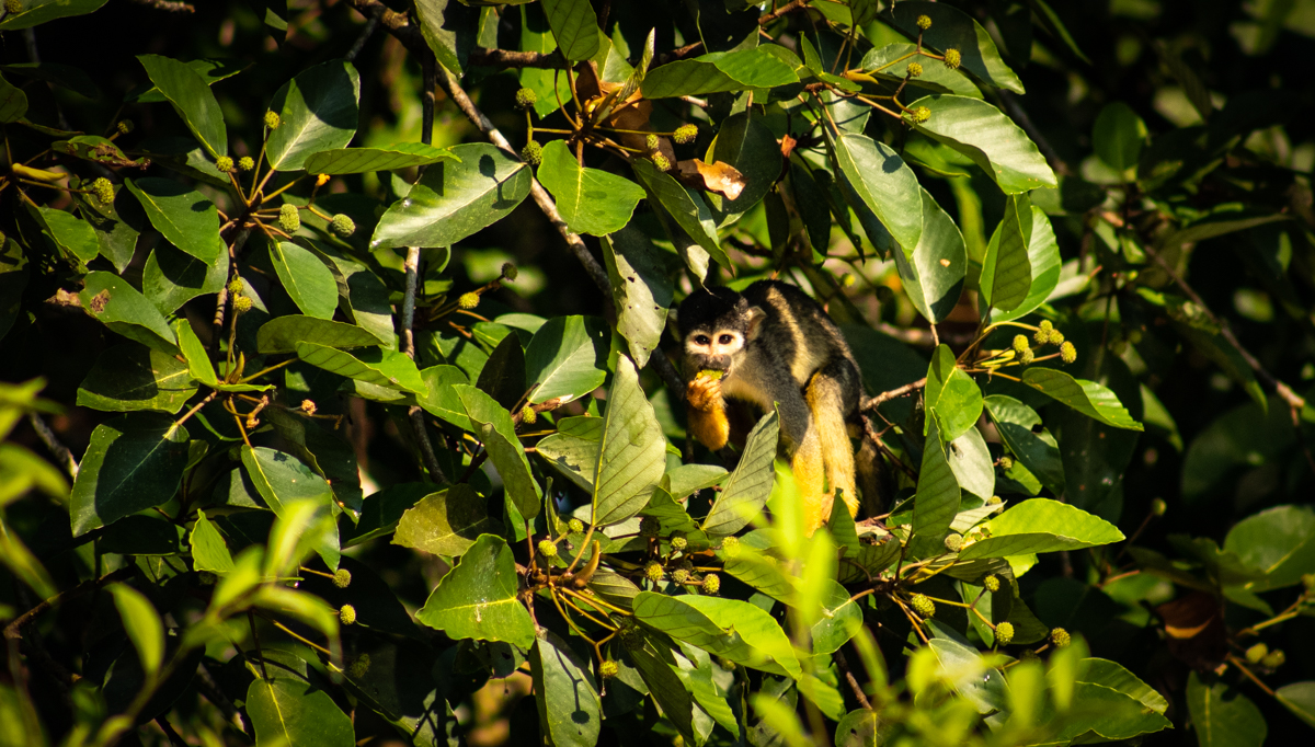 Macaco-de-cheiro-da-cabeça-preta pode ser extinto nos próximos 40 anos, mostra pesquisa