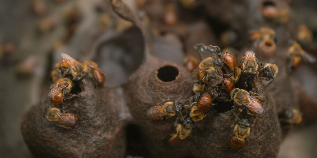 Três motivos para começar a criar abelhas nativas sem ferrão