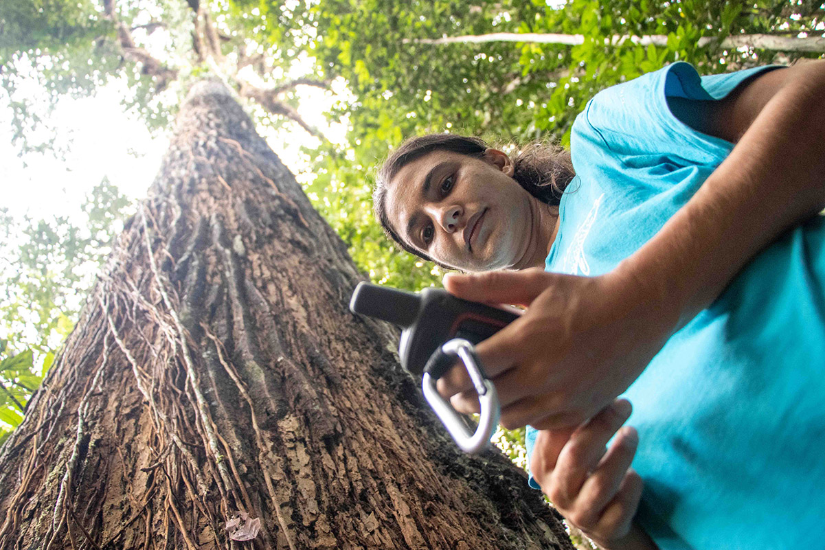 Pesquisadores estudam influência humana na paisagem da Floresta Amazônica 