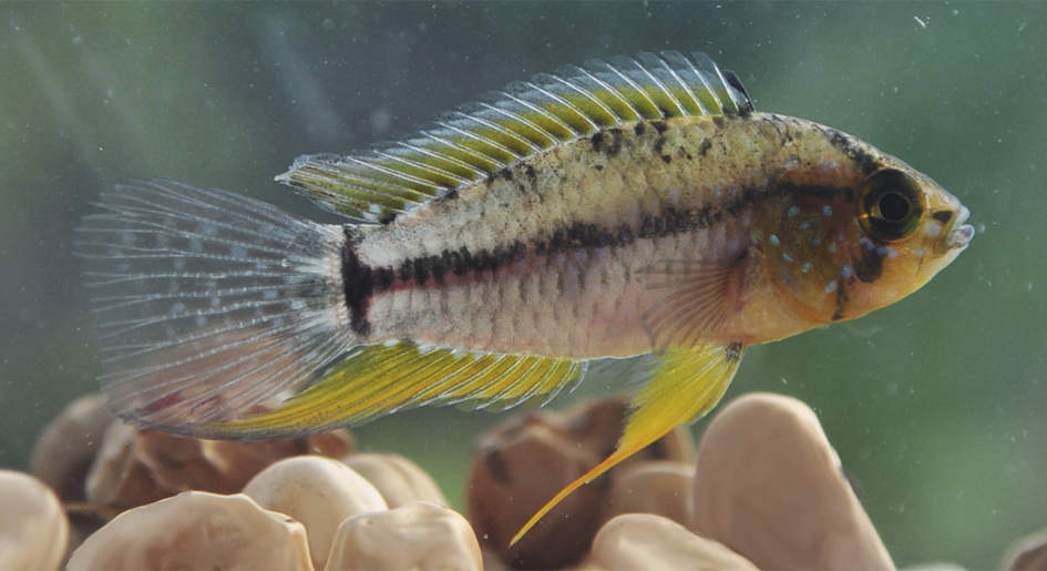Pesquisadores do Instituto Mamirauá descobrem características reprodutivas do peixe ciclídeo anão 