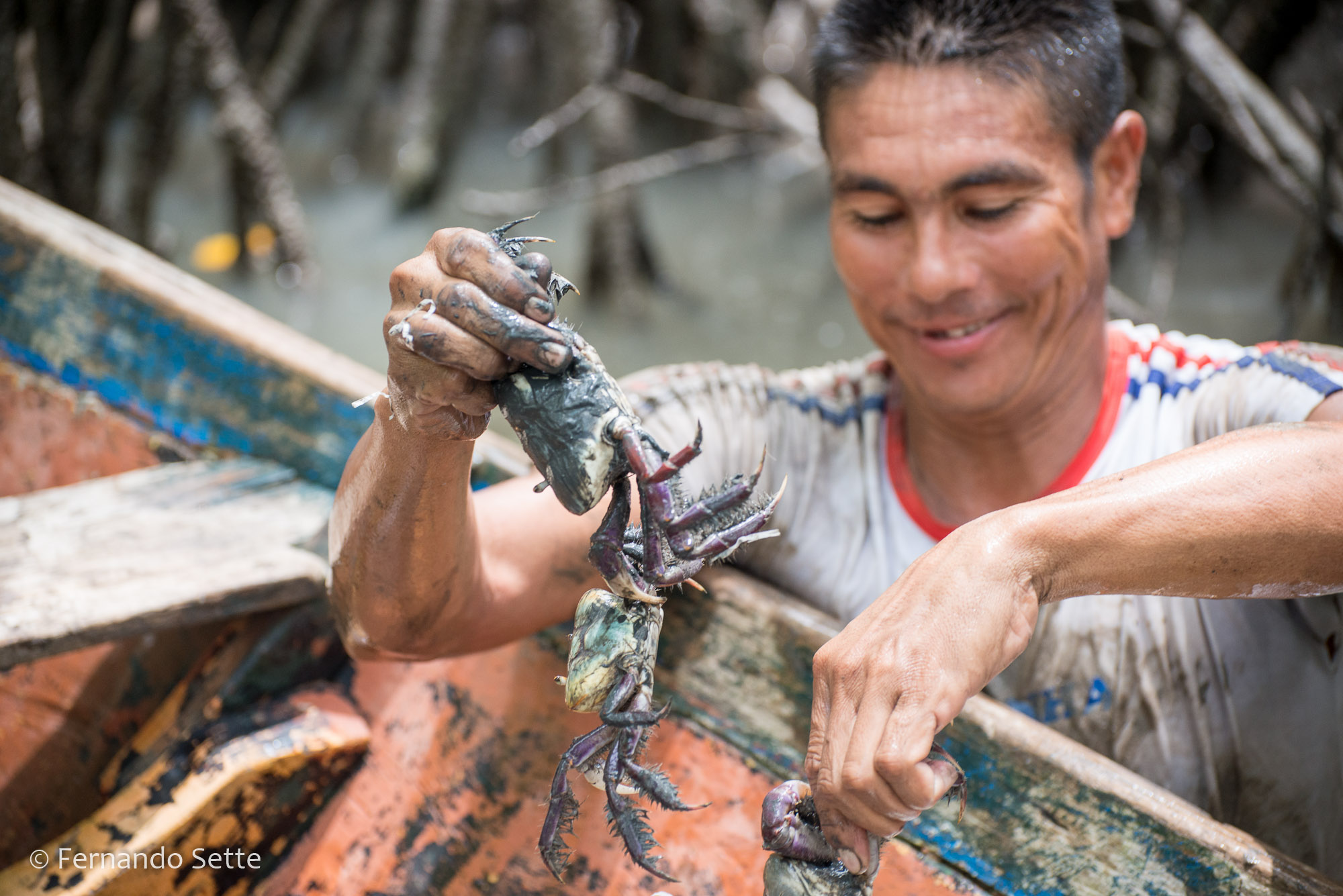 Manejo sustentável de caranguejo é tema de cartilha educativa lançada pelo Instituto Mamirauá