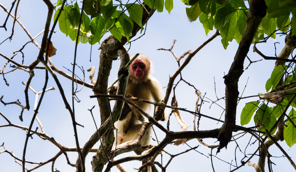 Instituto Mamirauá abre inscrições para sete bolsas de pesquisa na Amazônia