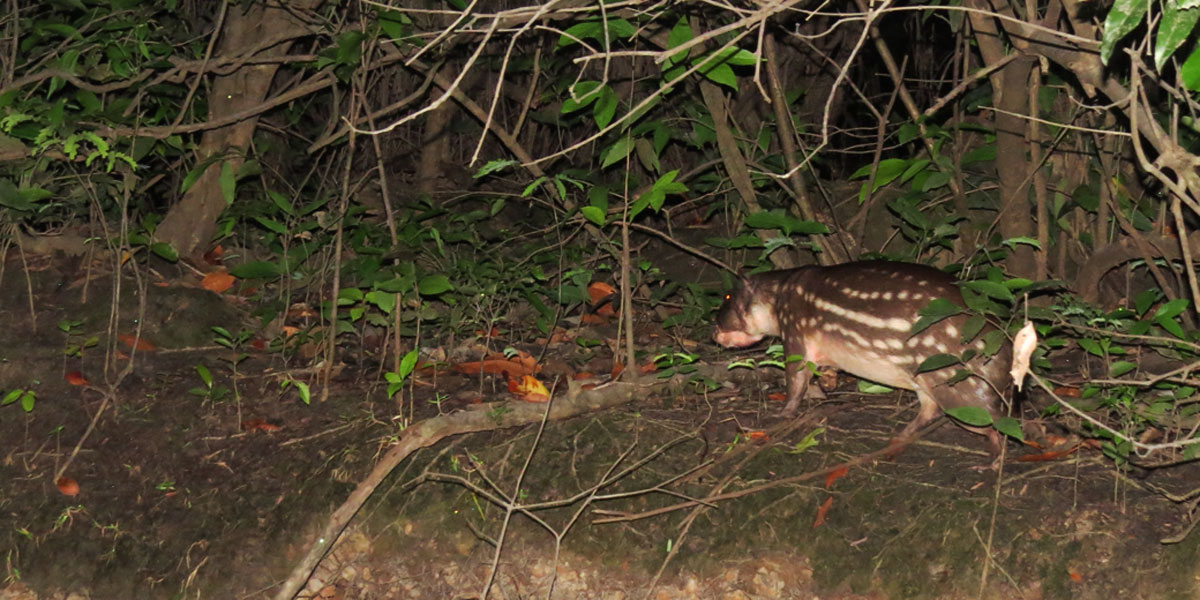 Pesquisadores realizam ações pelo manejo sustentável de roedor da Amazônia