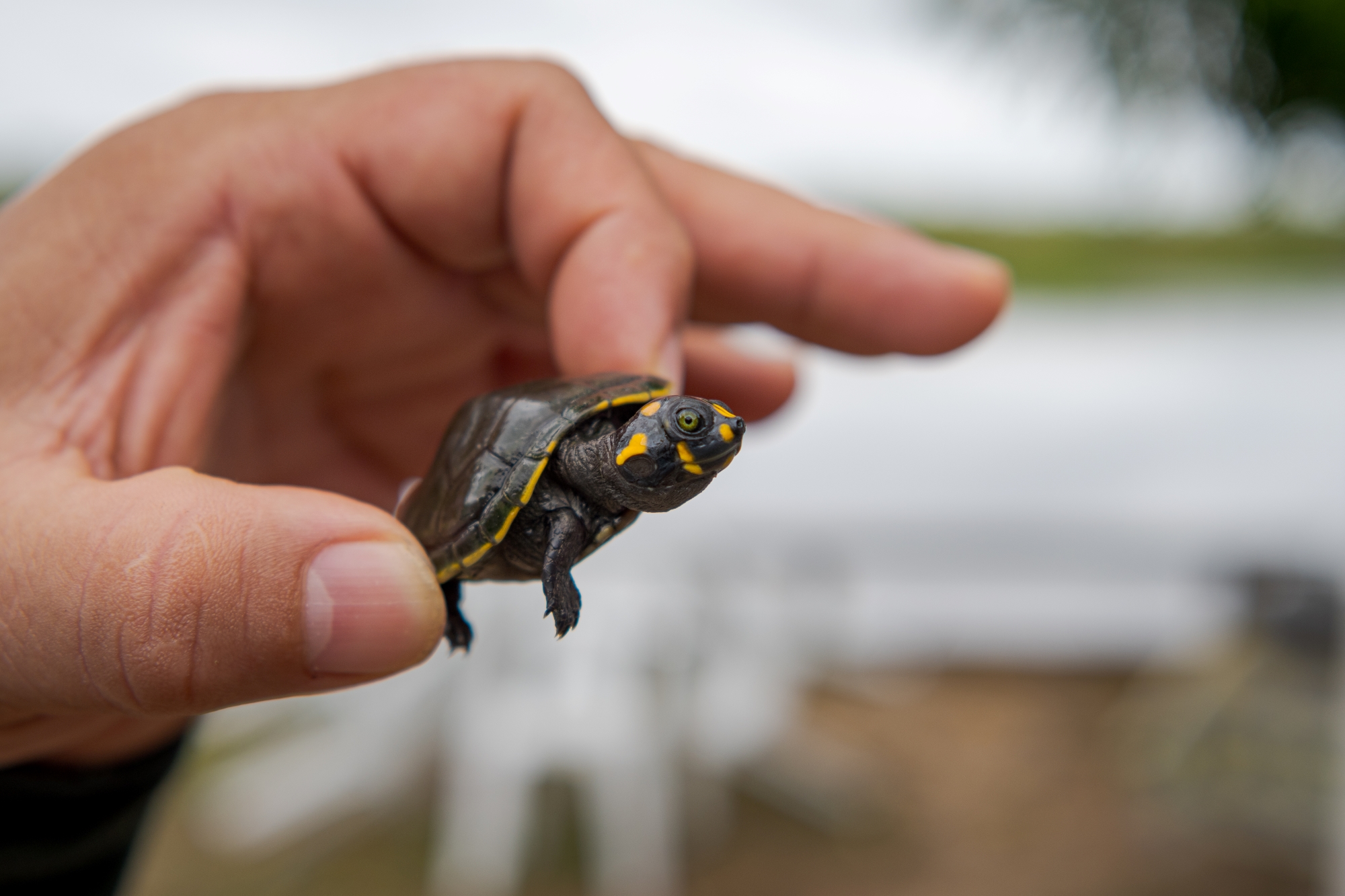 Soltura de quelônios na Floresta Nacional de Tefé reforça ações de conservação na Amazônia