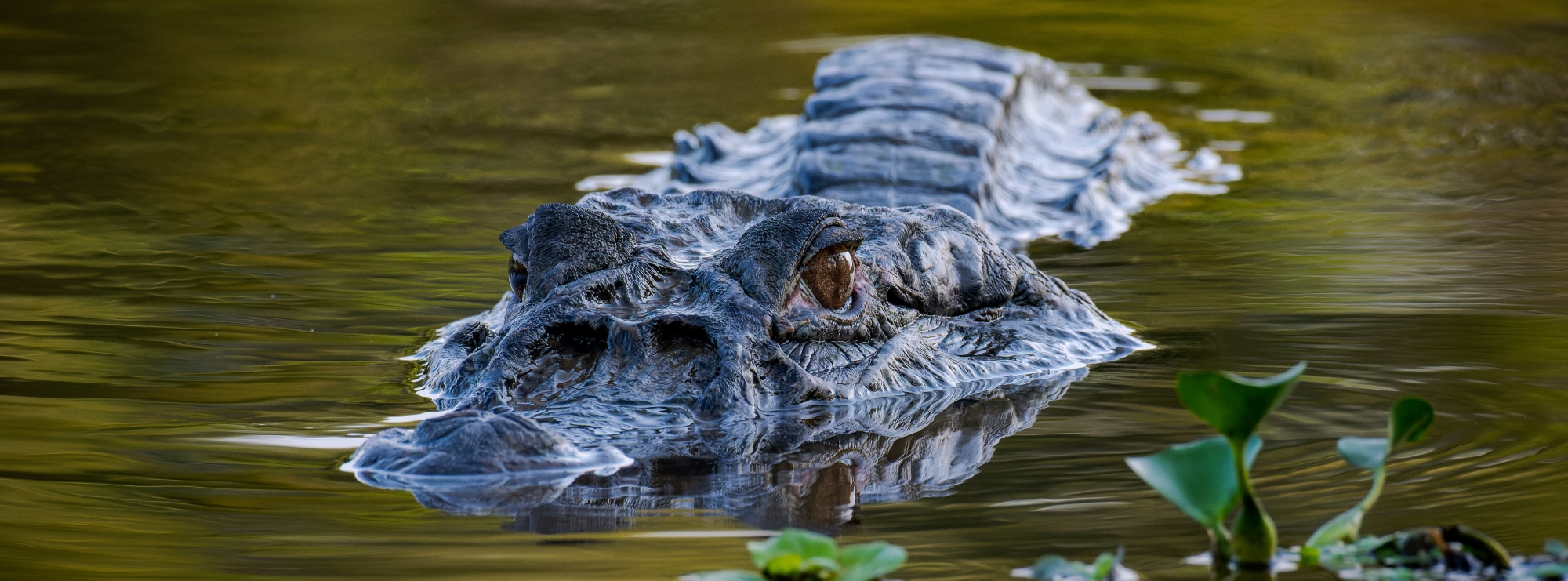 Jacarés da Amazônia: manejo sustentável é estratégia de conservação e geração de renda para as comunidades ribeirinhas