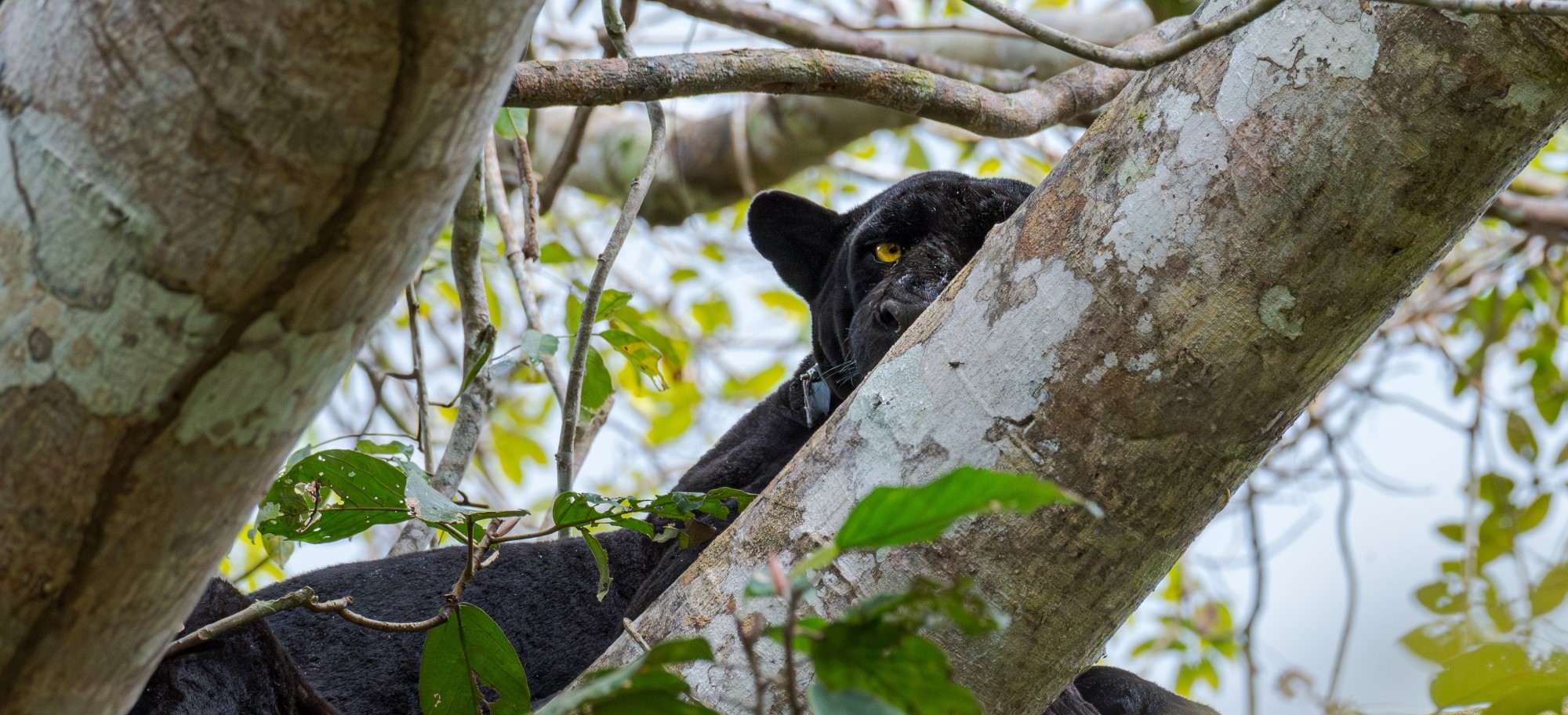 Estratégias para coexistir: como comunidades em 11 países estão prevenindo conflitos com onças-pintadas Estratégias para coexistir: como comunidades em 11 países estão prevenindo conflitos com onças-pintadas